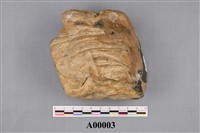 木化石藏品圖，第1張